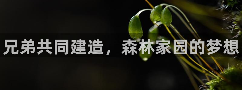 威九国际免费版：兄弟共同建造，森林家园的梦想